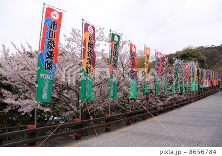 春、のぼりが並ぶ「金毘羅大芝居」開催中の金丸座周辺 春、のぼりが並ぶ「金毘羅大芝居」開催中の金丸座周辺 8656784