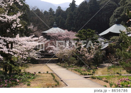 四国霊場第65番札所「三角寺」桜に彩られた境内(正面本堂、右大師堂) 四国霊場第65番札所「三角寺」桜に彩られた境内(正面本堂、右大師堂) 8656786