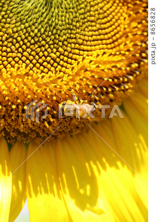 ヒマワリの花とミツバチ ヒマワリの花とミツバチ 8656828