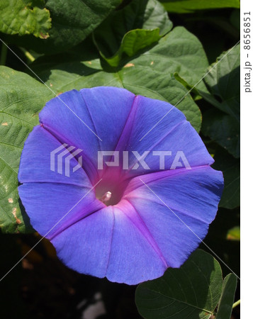 琉球アサガオ 琉球アサガオ 8656851