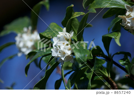 沈丁花　ジンチョウゲの白花は清楚な香です。 8657240