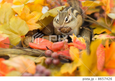秋のシマリスの写真素材