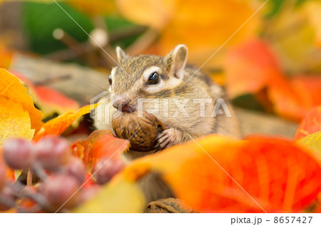 秋のシマリス 秋のシマリス 8657427