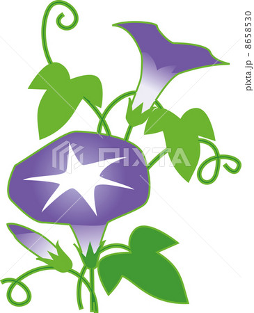 アサガオ 8658530