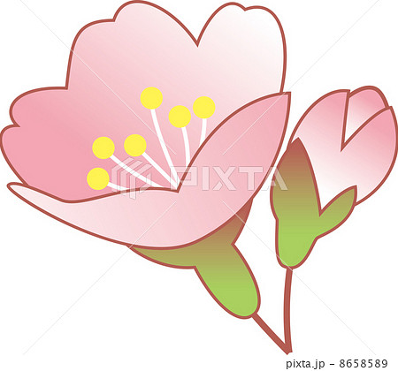 咲き始めの桜の花のイラスト素材 [8658589] - PIXTA