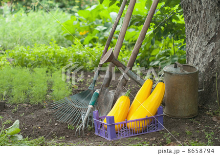 watering watering 8658794