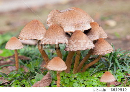 小さなキノコ 8659910