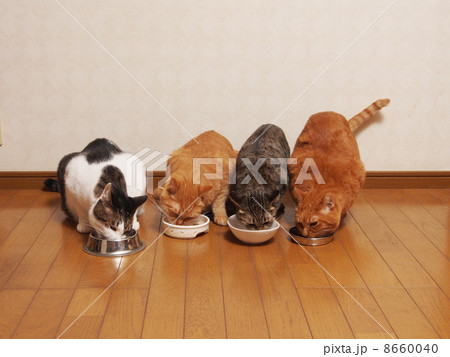 ご飯を食べる4匹の猫 8660040