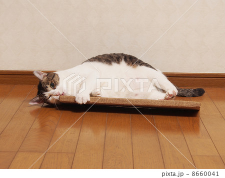 爪研ぎに抱きつく太った猫 爪研ぎに抱きつく太った猫 8660041