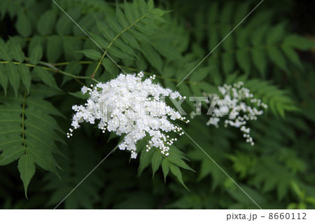 ニワナナカマド ニワナナカマド 8660112