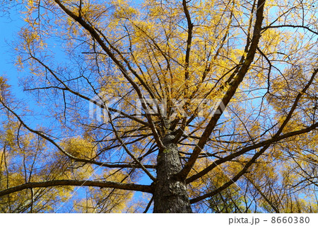 Japanese Larch 8660380