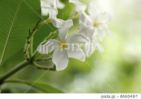 プルメリアの花 8660497