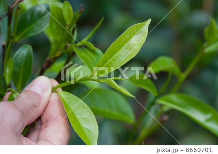 Harvest of tea 8660701