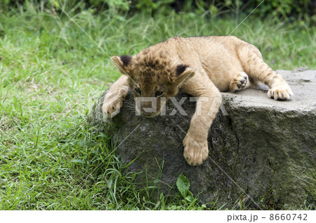 岩の上でくつろぐライオンの赤ちゃん 8660742