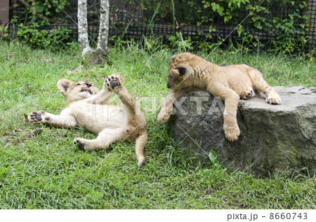 ライオンの赤ちゃんきょうだい ライオンの赤ちゃんきょうだい 8660743