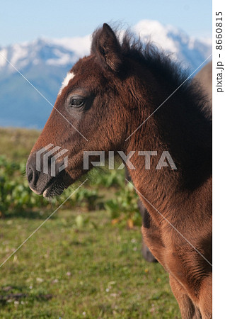 brown foal 8660815