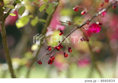 ニシキギの実と紅葉 ニシキギの実と紅葉 8660834