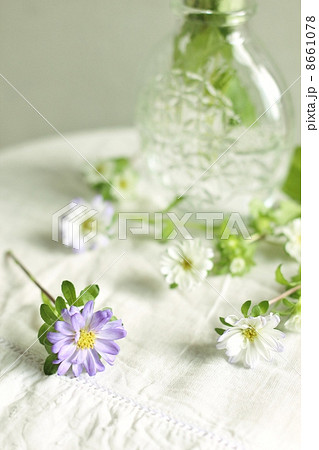 アスター 8661078