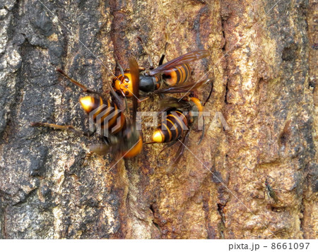 オオスズメバチ 8661097