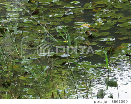睡蓮池 8661099