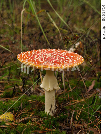 Fly-agaric in the autumn forest 8661714