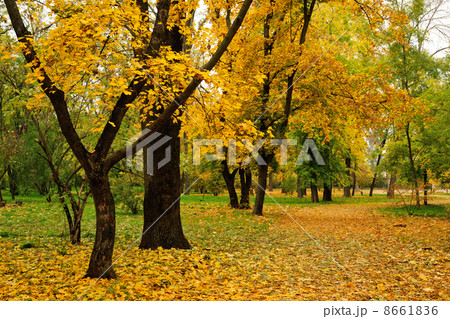 Autumn trees in park 8661836