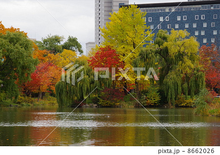 中島公園　菖蒲池の秋 8662026