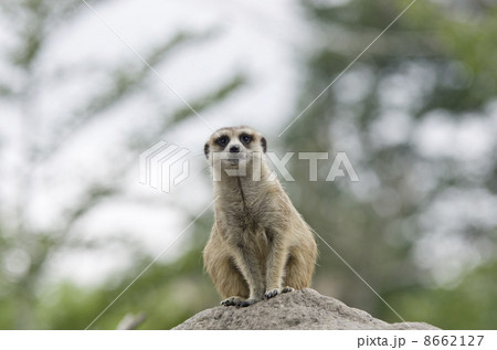 ミーアキャット ミーアキャット 8662127
