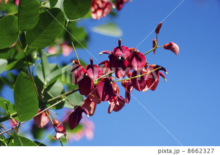 アメリカデイゴ 8662327