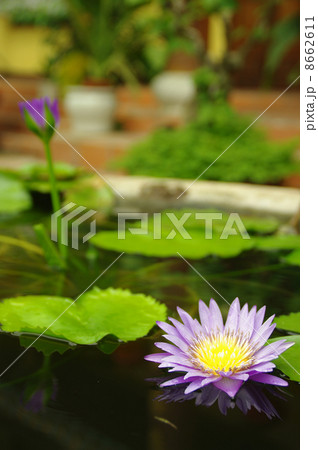 池に浮く花 べトナムにて 池に浮く花 べトナムにて 8662611