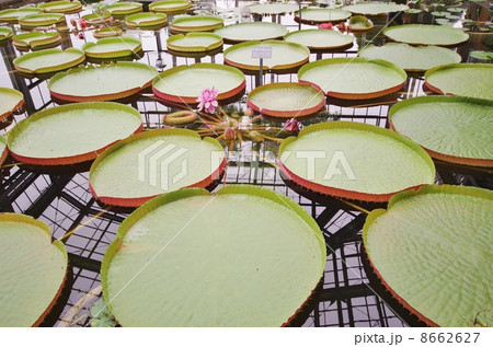 植物公園 植物公園 8662627