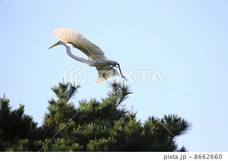 シラサギ シラサギ 8662660