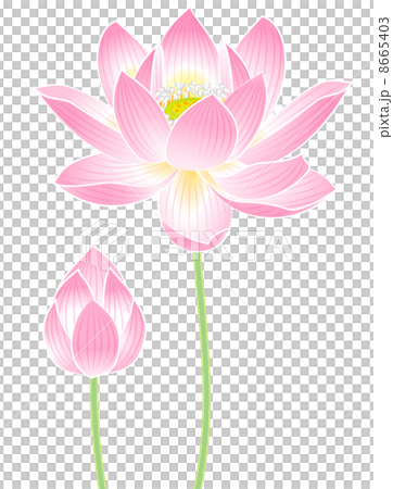 蓮の花 8665403