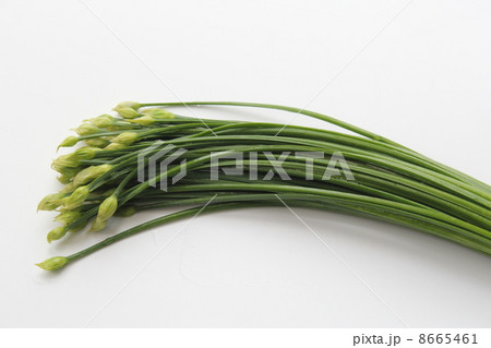 花にら 8665461
