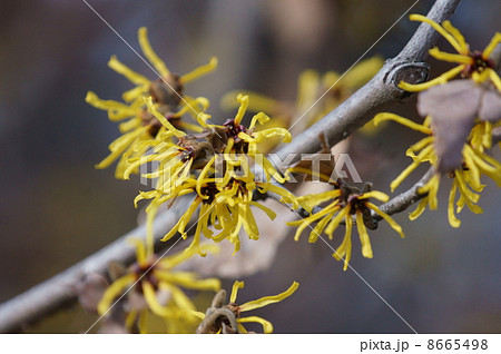 満作　早春に「まんず咲く」からマンサク？ 8665498