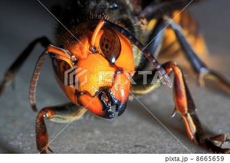 オオスズメバチ 8665659