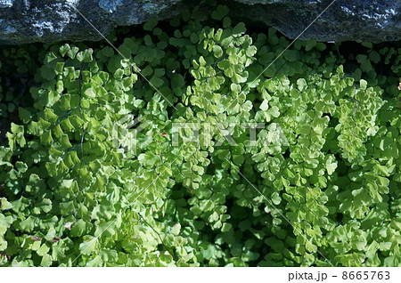 蓬莱羊歯　ホウライシダと申します。 8665763