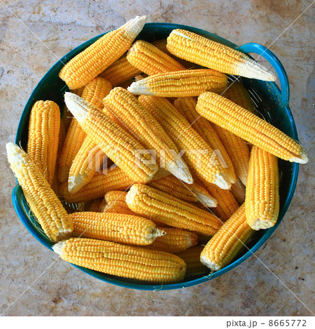 corn 8665772