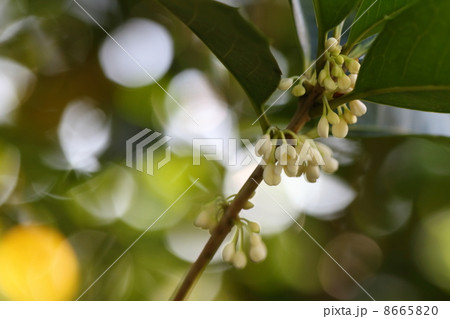 ヒイラギの花と木漏れ日 ヒイラギの花と木漏れ日 8665820