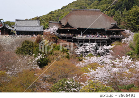 京都 春の清水寺 京都 春の清水寺 8666493