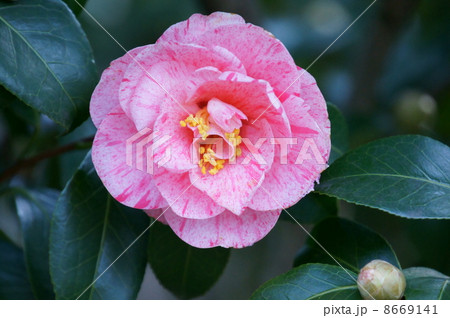 椿 白露錦ハクロニシキと申します。 椿 白露錦ハクロニシキと申します。 8669141