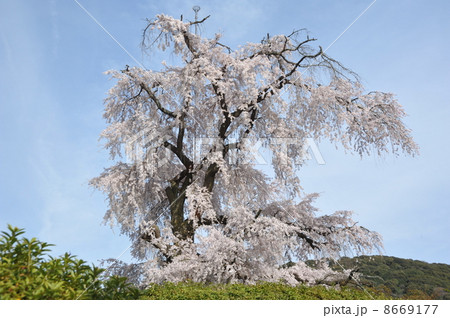 京都 円山公園 満開の枝垂れ桜 京都 円山公園 満開の枝垂れ桜 8669177