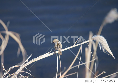 雪加　セッカで～す。　チィッコイでしょ。 8674053