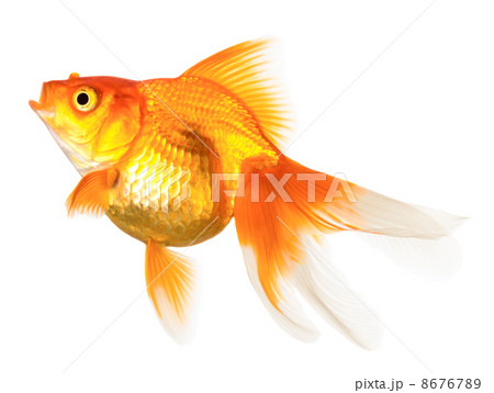 Gold fish Gold fish 8676789