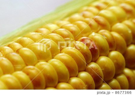 Wet corn 8677366