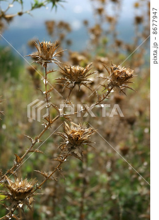 Wild flowers Wild flowers 8677947