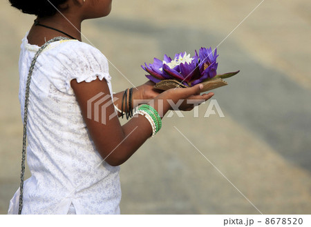 Flowers of a lotus in hands 8678520