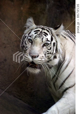 White tiger 8678536