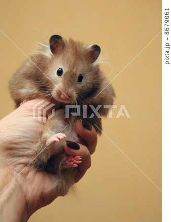 Hamster Hamster 8679061