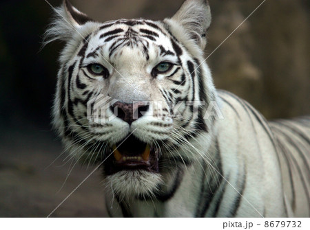 White tiger 8679732